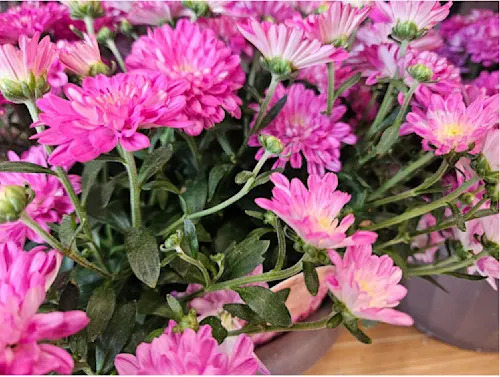 Connor O’Donovan | While many freezing temperatures signal an end to most flowers’ seasons, some, like fall chrysanthemums, can tolerate a light frost when precautions are taken.