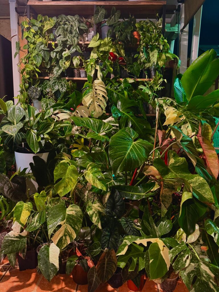 night time in the garden🍃🪾🌙