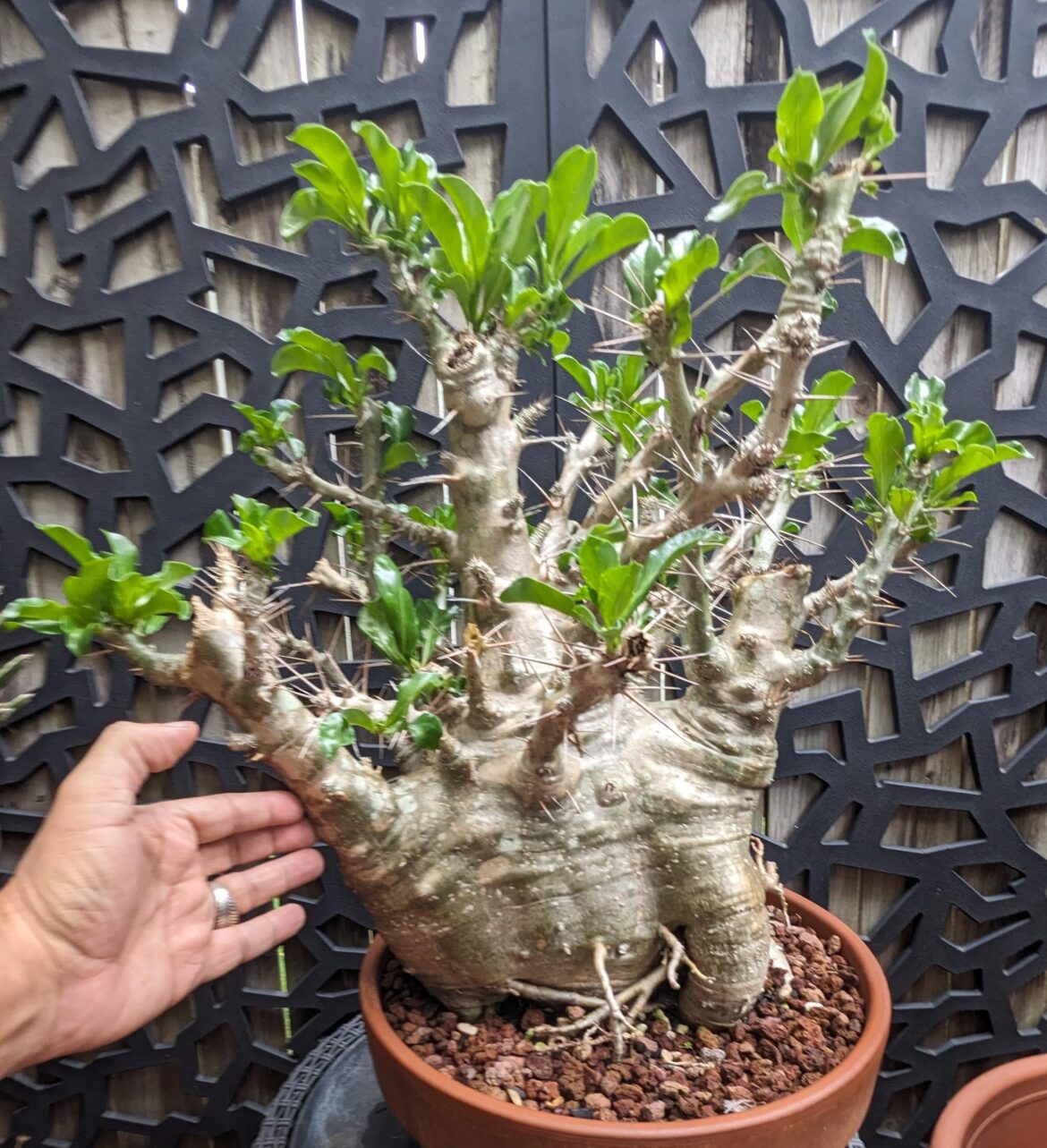 My Pachypodium saundersii