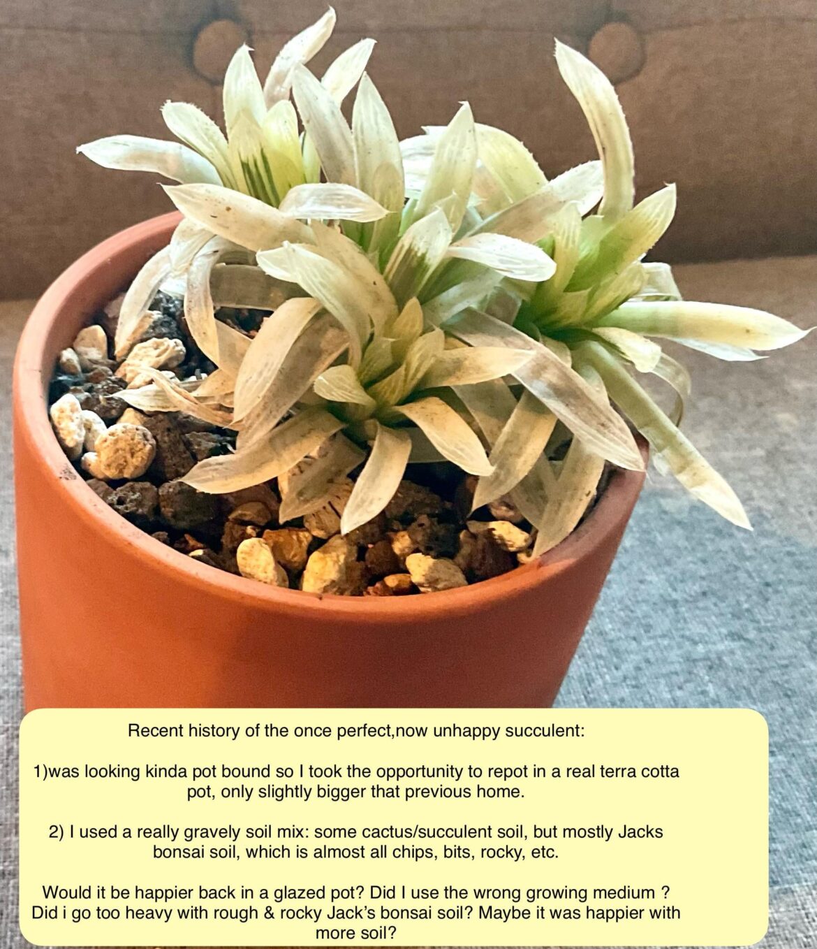 Why is my four year old formerly lovely succulent going downhill and does anyone know its name? ( And,yes, I’m embarrassed that I can’t remember its name.) Why is my four year old formerly lovely succulent going downhill and does anyone know its name? ( And,yes, I’m embarrassed that I can’t remember its name.)