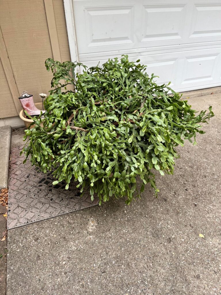 Uncle gave me his 20+ year old Christmas Cactus