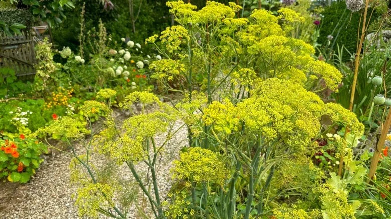 Yellow flowering head of fennel