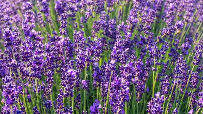 Purple flowering lavender growing in a garden