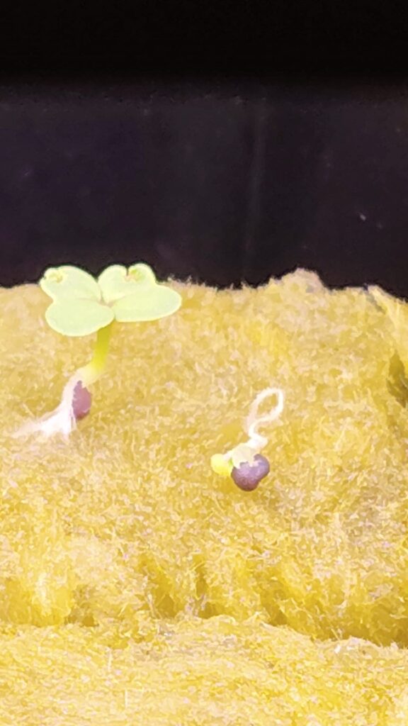 Seeds growing sideways?