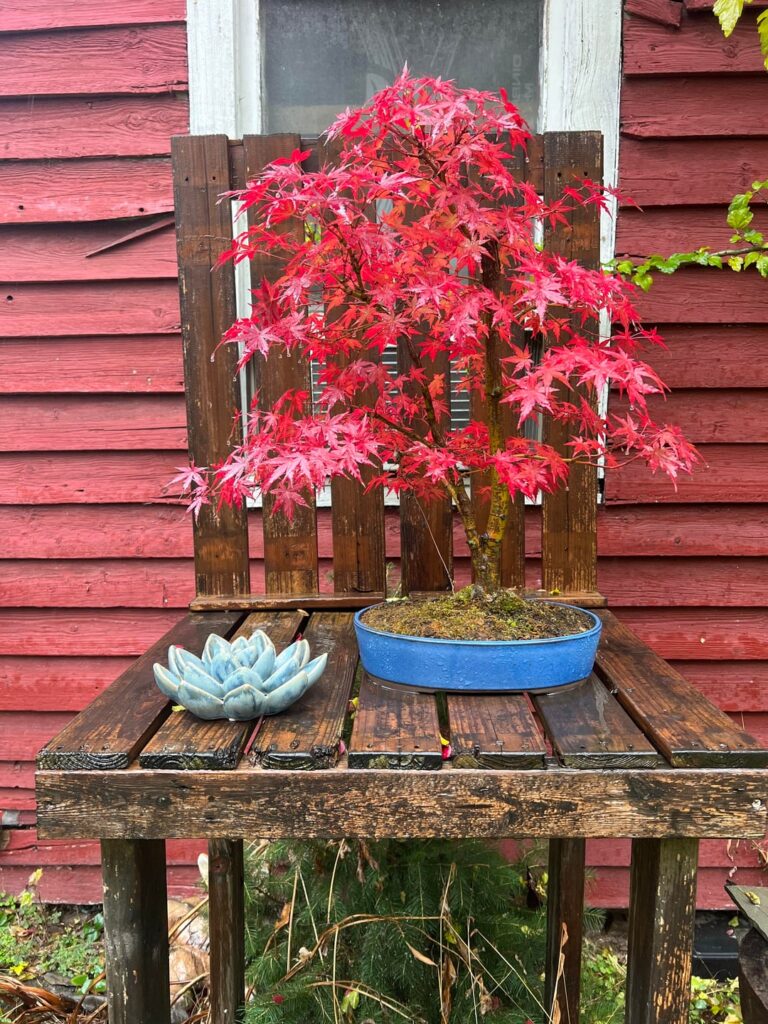 Acer palmatum