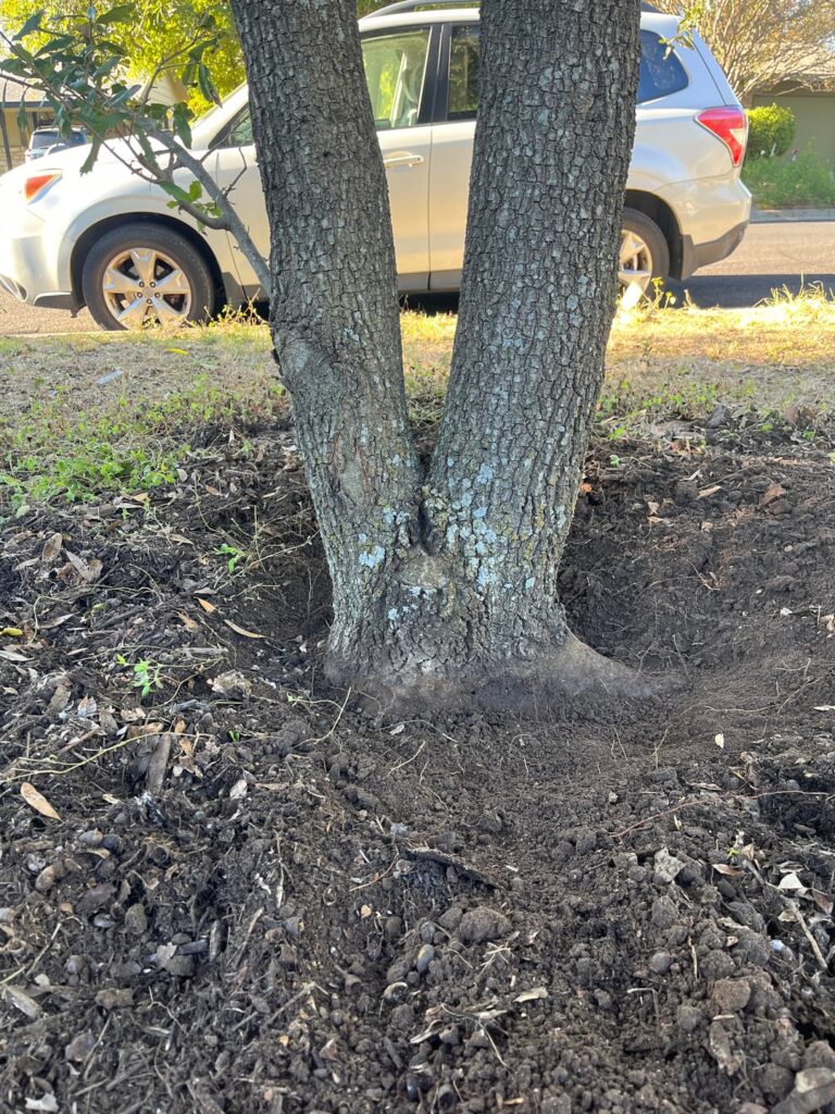 Live oak buried too deep?