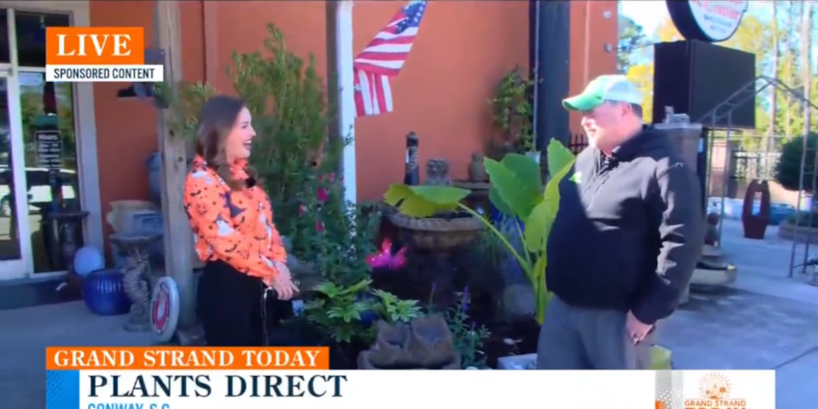 Spruce up your home and garden with Plants Direct Spruce up your home and garden with Plants Direct