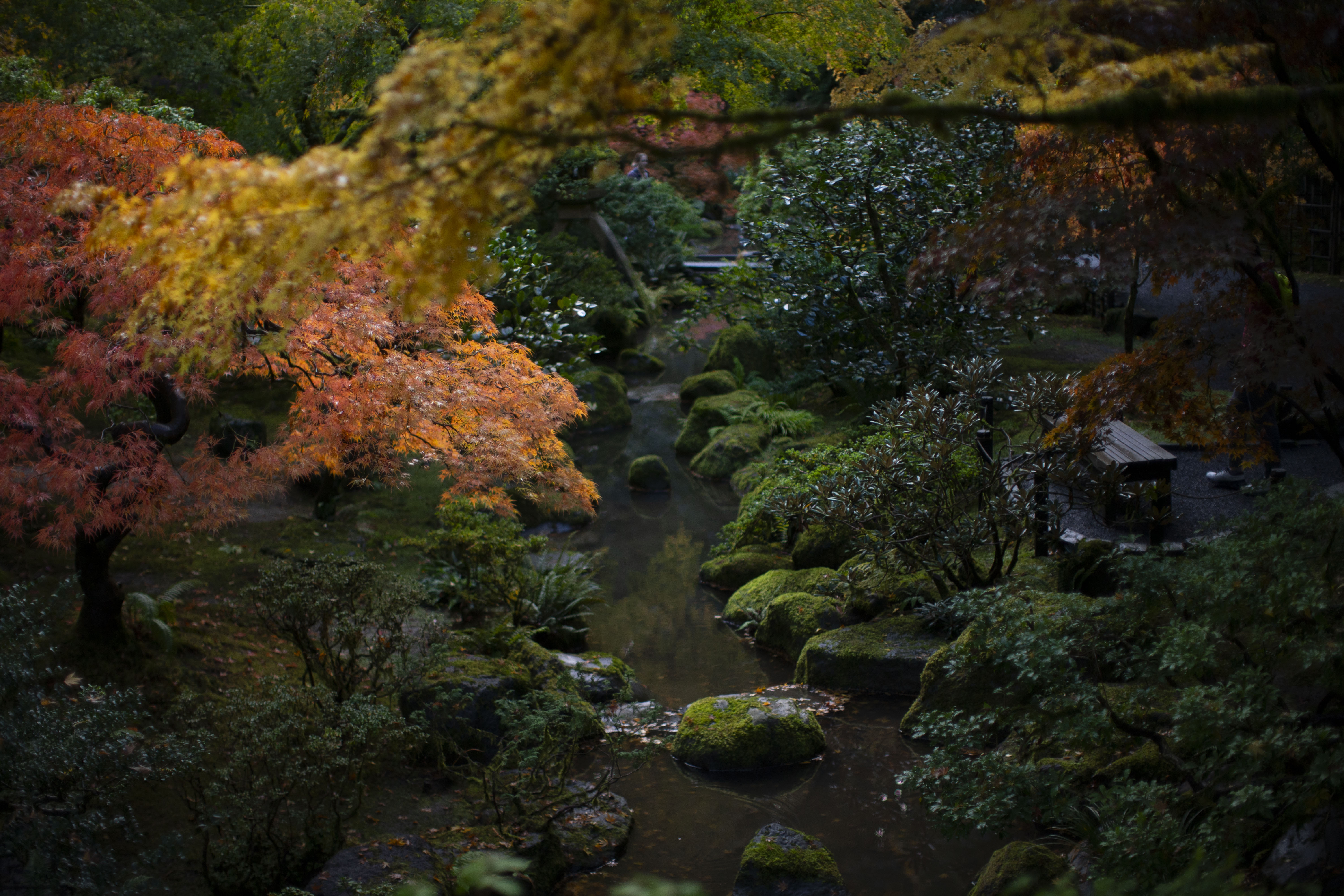 It’s the perfect time to visit the Portland Japanese Garden if peak foliage viewing is what you’re after. October 29, 2025