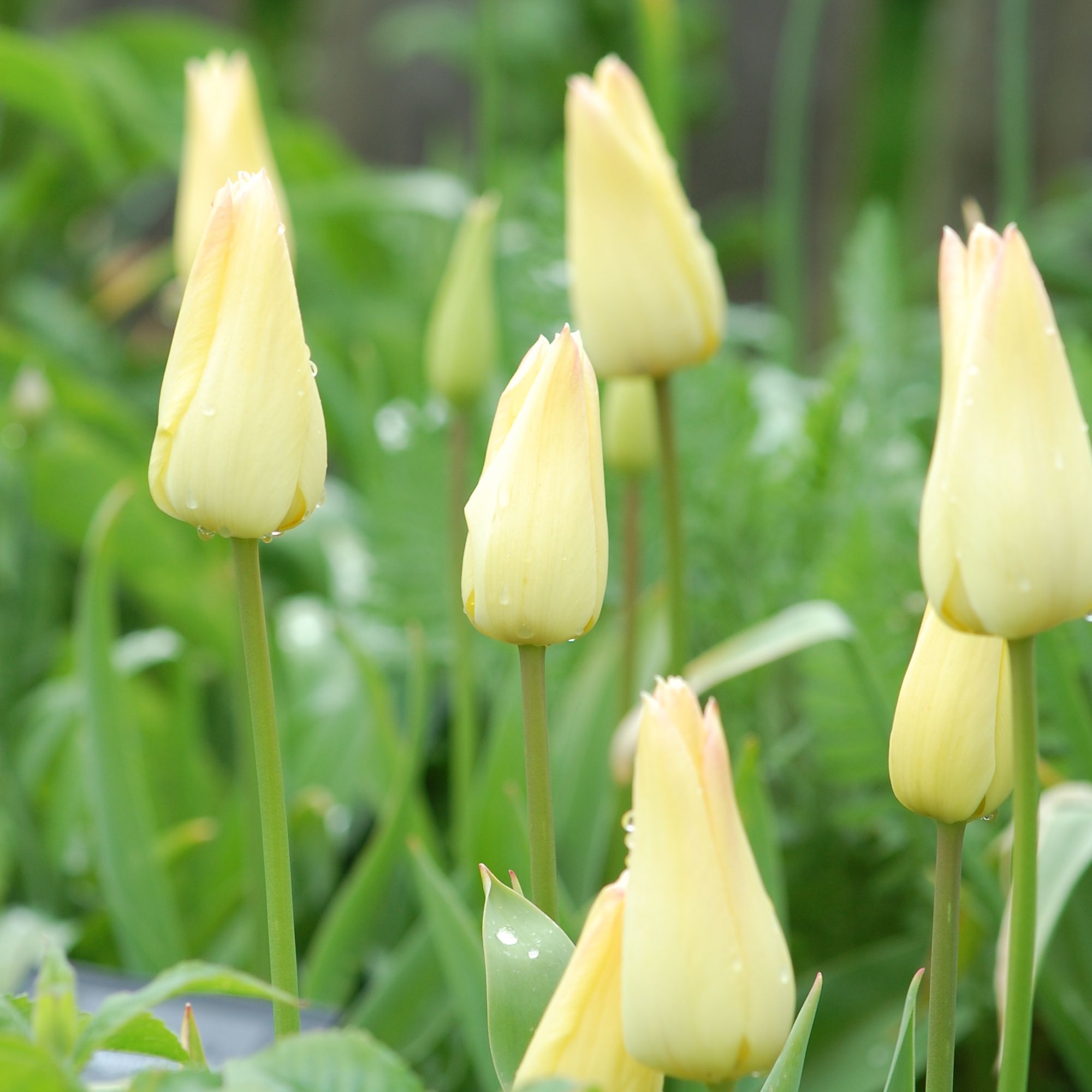 Tulipa 'Elegant Lady' from Crocus.co.uk
