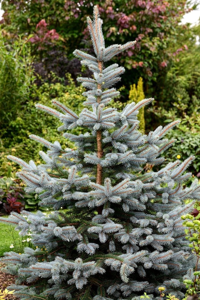 Picea Pungens Super Blue,dwarf Colorado Blue Spruce Super Blue,dwarf Blue Spruce,silvery Blue Colour,silver Blue Pines,sliver Blue Pine Needles,rm Flo, small trees for landscaping