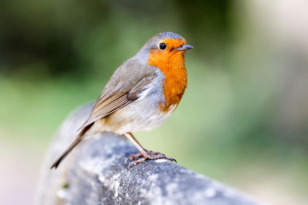A European Robin stands on a wooden bench in a British garden in Springtime
