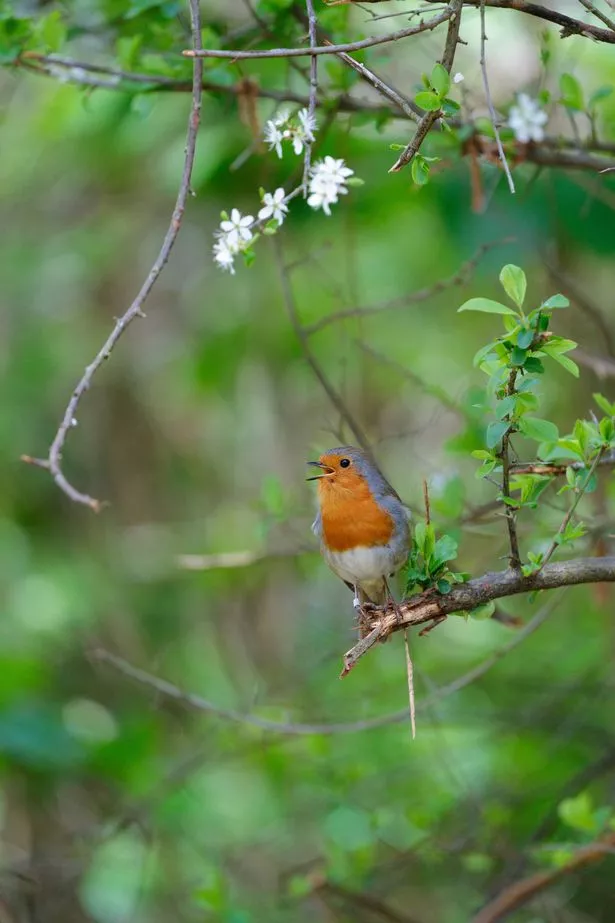 A robin sings on a branch