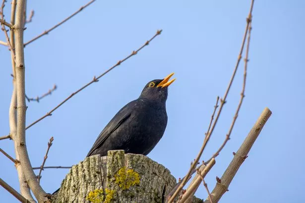 Male blackbird singing in tree