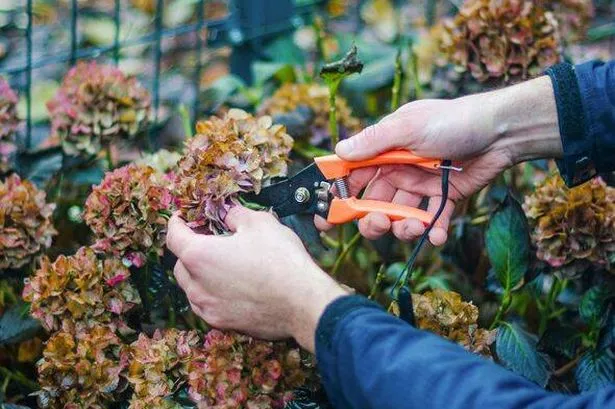 male hand cutting old hydrangea flowers with scissors before wintering