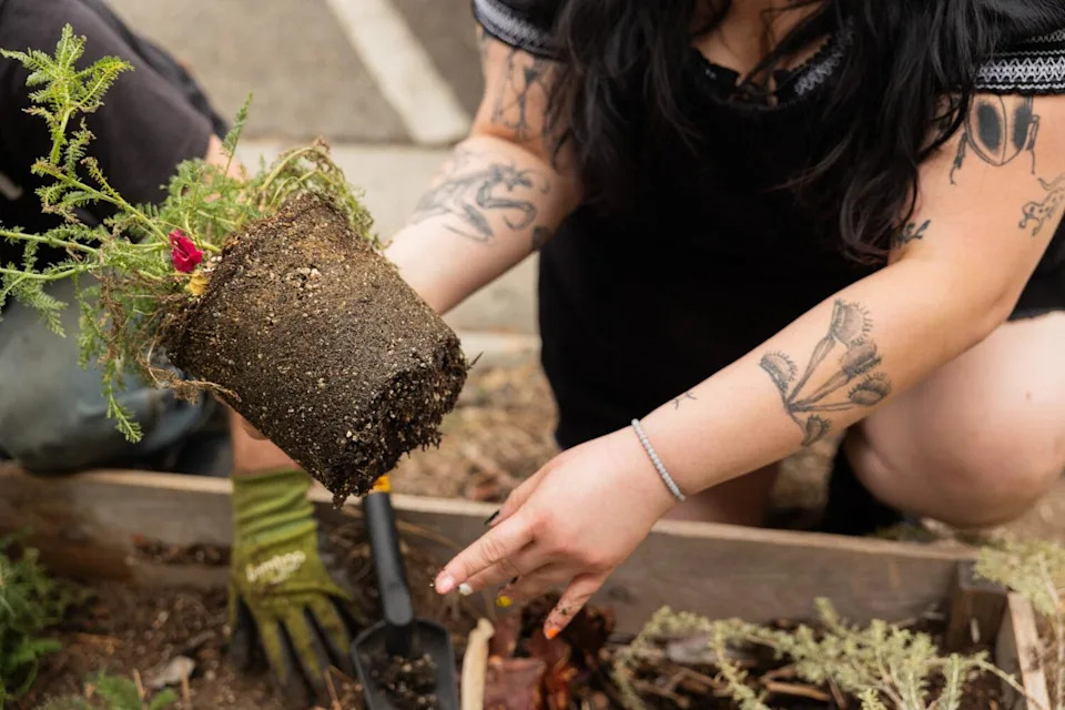 Linnea Torres prepares to place a plant into a planter box.