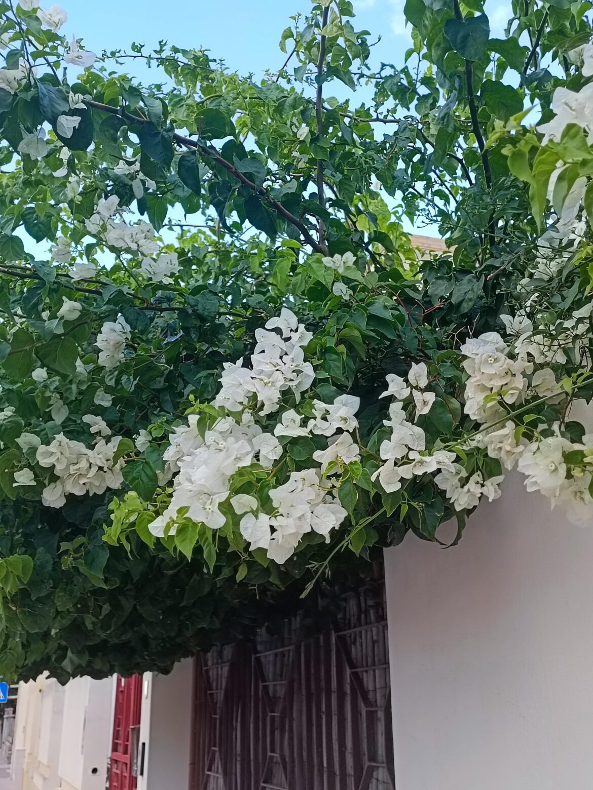 White Bougainvillea Sardinia