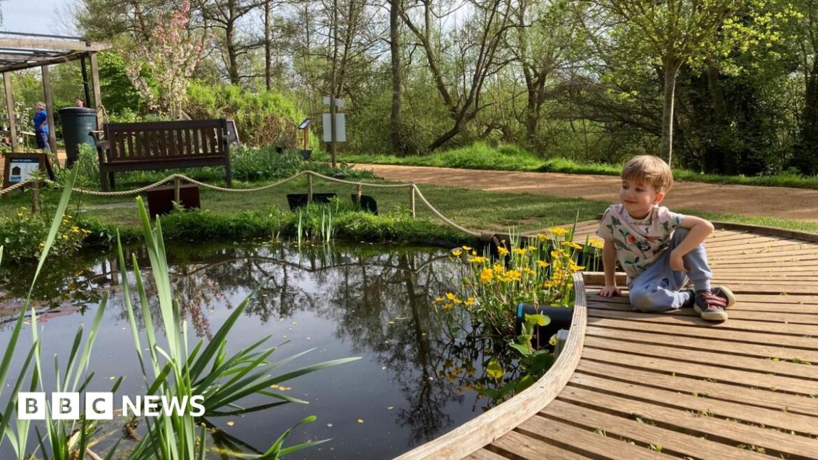 Future of Flatford Wildlife Garden thrown into doubt A small boy sits on decking next to a small pond. There is a bench behind the pond and part of a visitor centre. A path and trees are in the background.