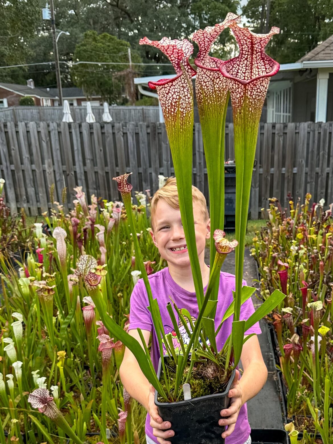While trimming up some of the plants yesterday we noticed this beast of a moorei. We will definitely keep an eye on this one!
