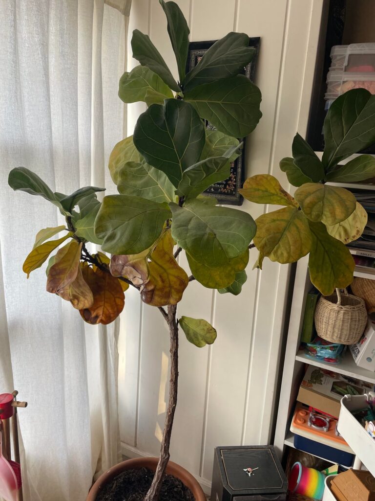 Please help me save my plant