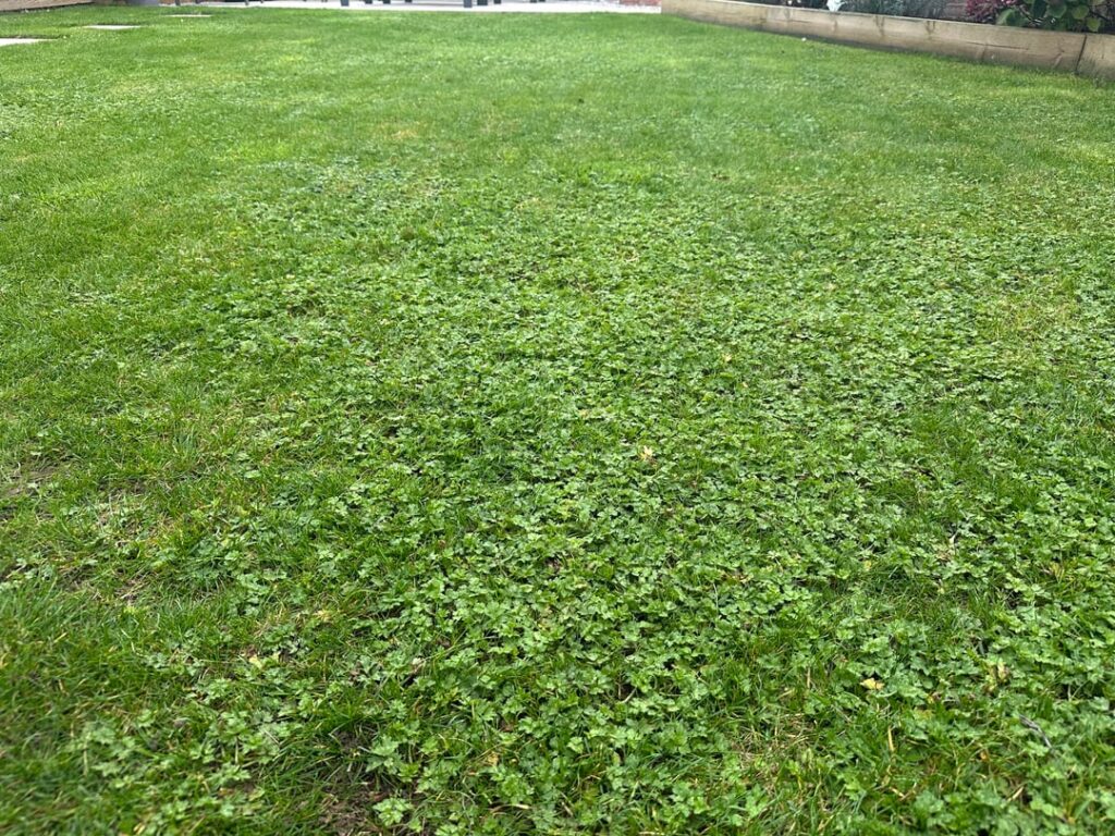 Autumn Lawn Care Autumn Lawn Care