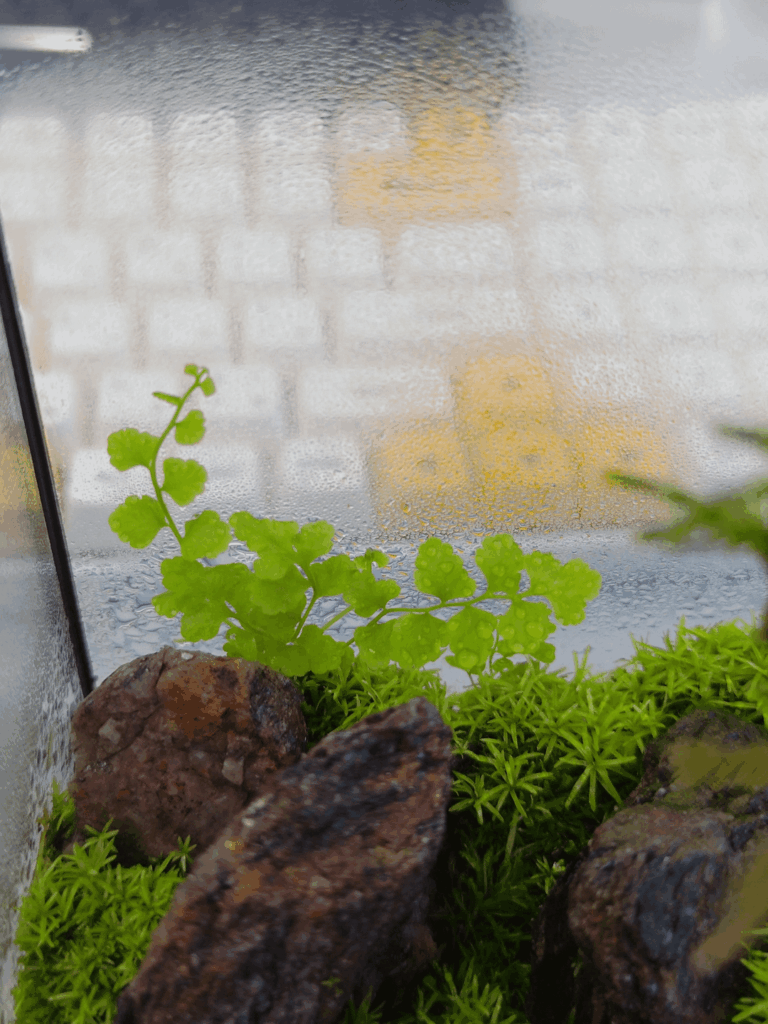 11 Months Maidenhair Fern growth