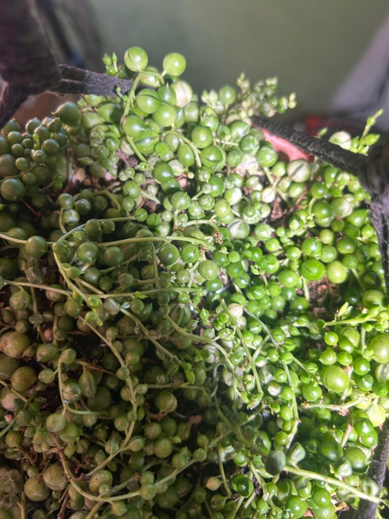 Would u say this is healthy?