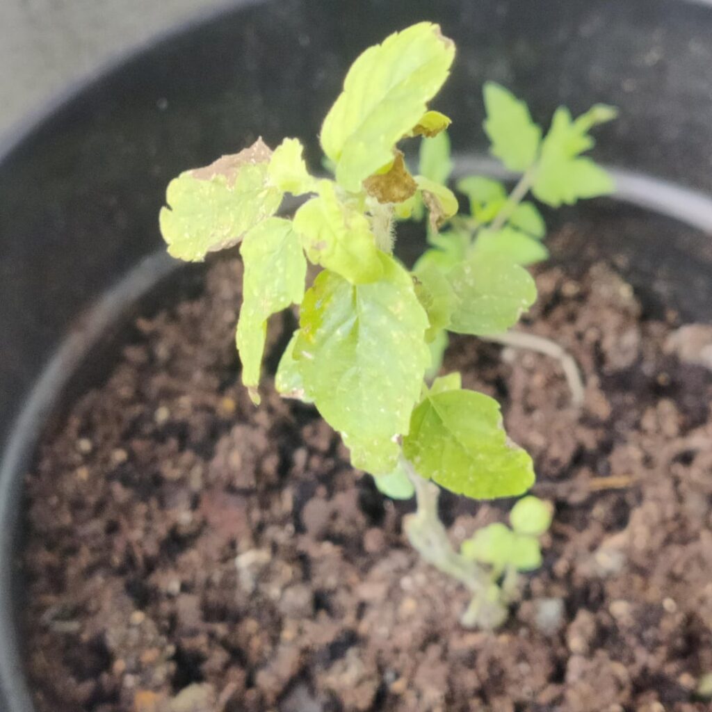 Tulsi Plant Tulsi Plant