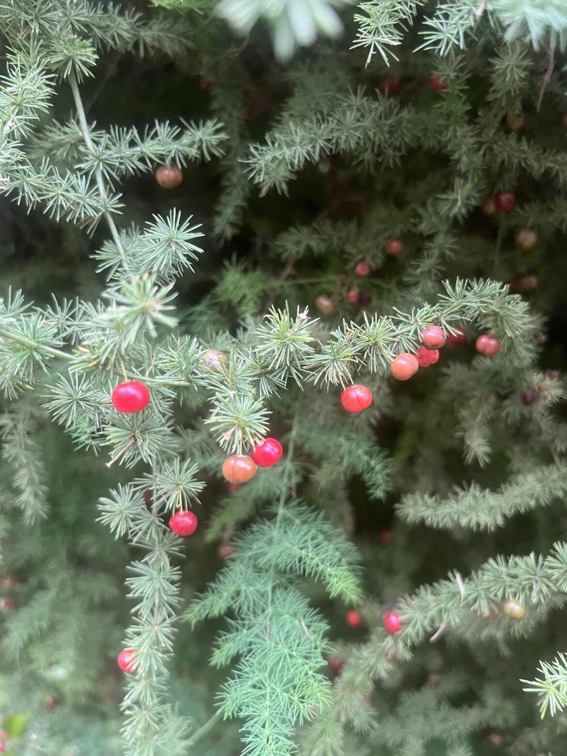 Bush Asparagus - Asparagus africanus