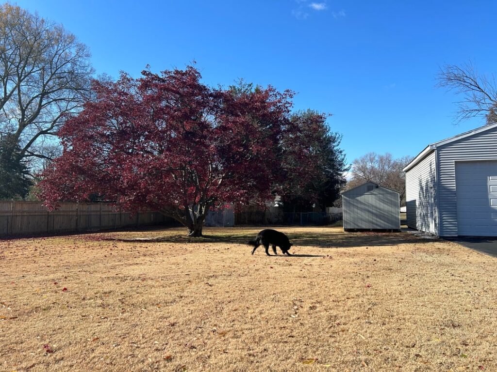 80 year old Japanese Maple, Maintenance Advice