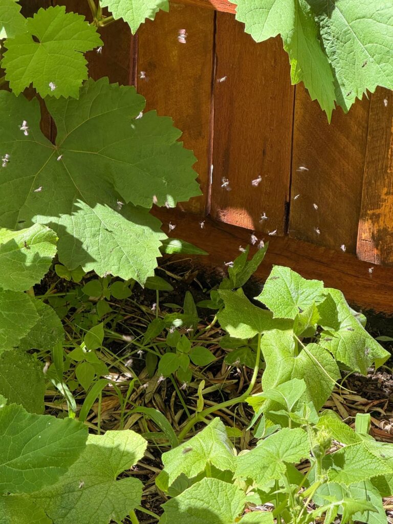 Flies swarming over my veggie patch every morning?