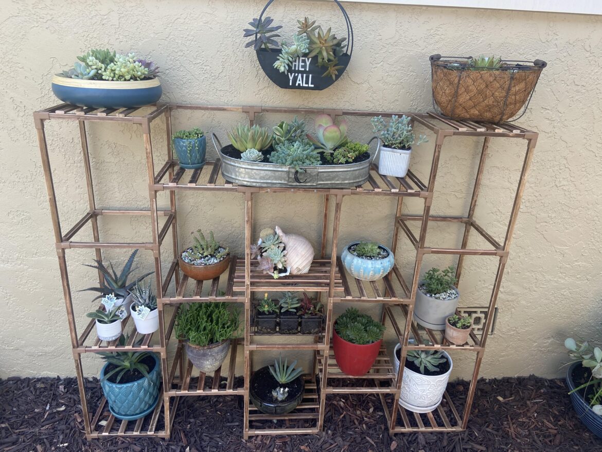We gave our succulents their own space
