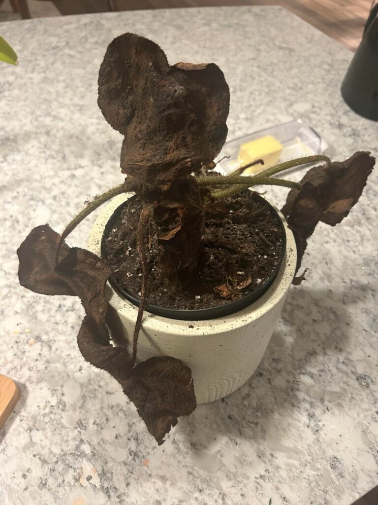 I can fix him I can fix him