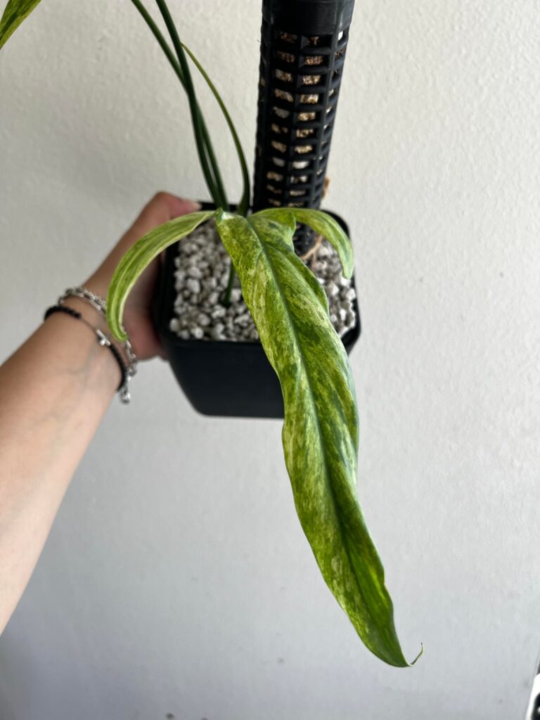 Philodendron Paloraense Mint Albo Variegated