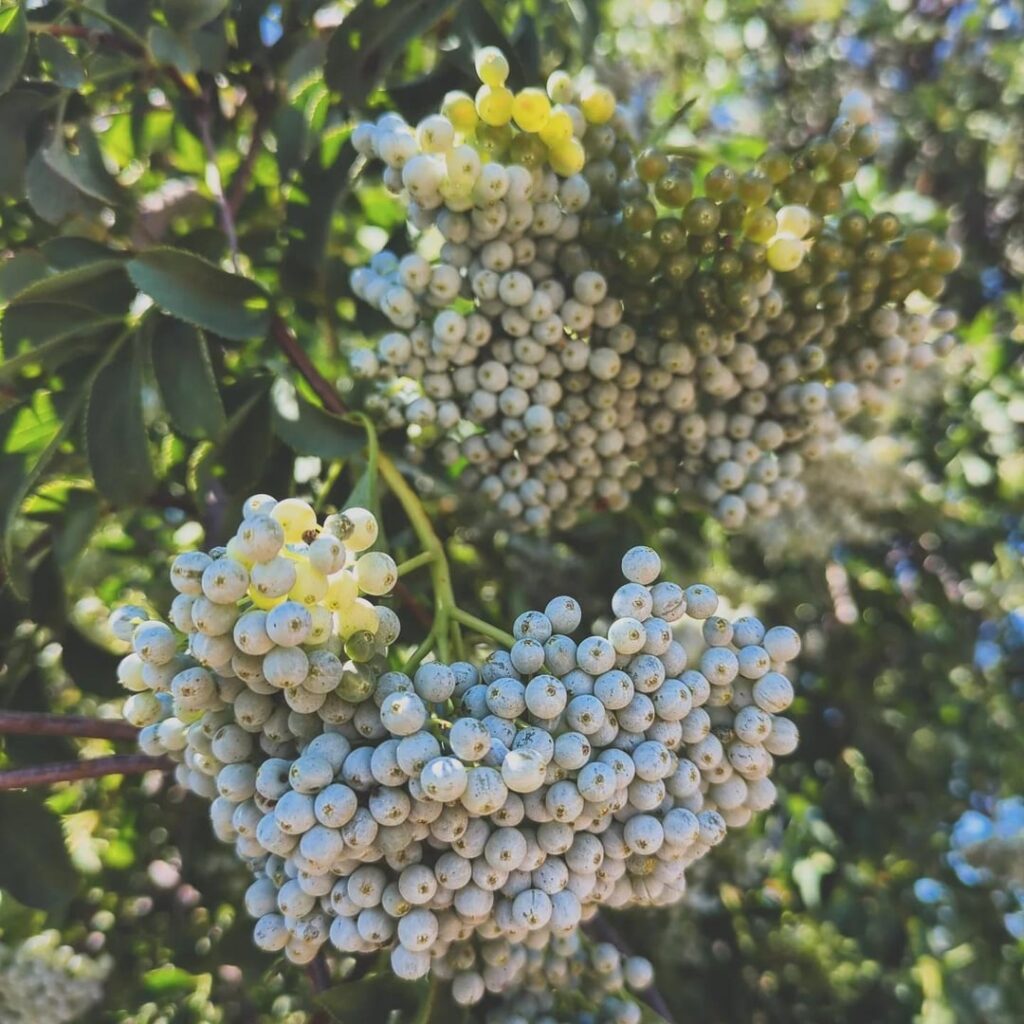 Monograph – (Green?!) Blue Elderberry Monograph - (Green?!) Blue Elderberry
