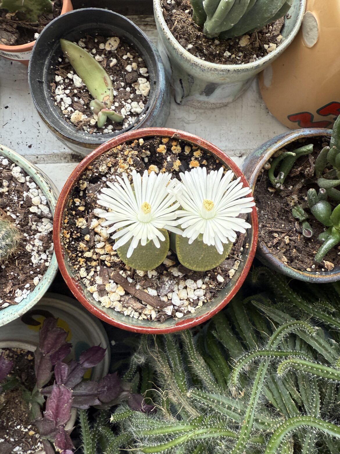 I can’t catch the flower open enough to pollinate, halp! I can’t catch the flower open enough to pollinate, halp!