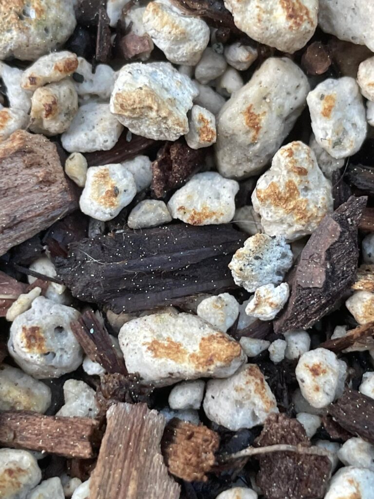 What are these dots in my soil? They appeared recently.
