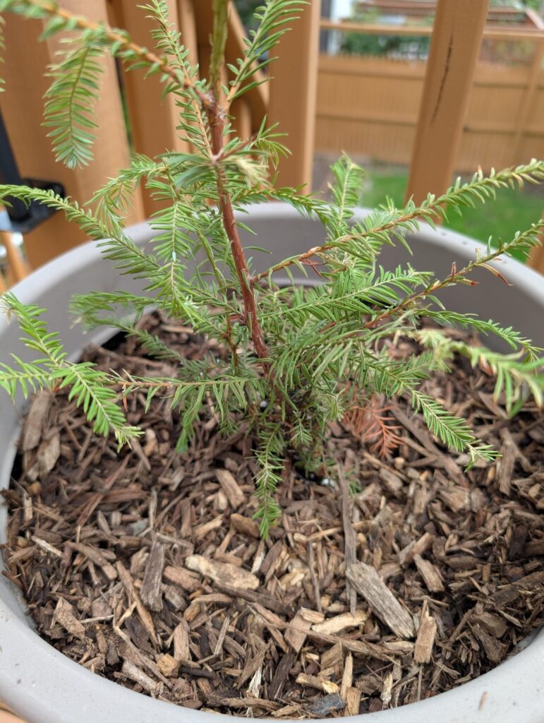 Coastal Redwood in 8A