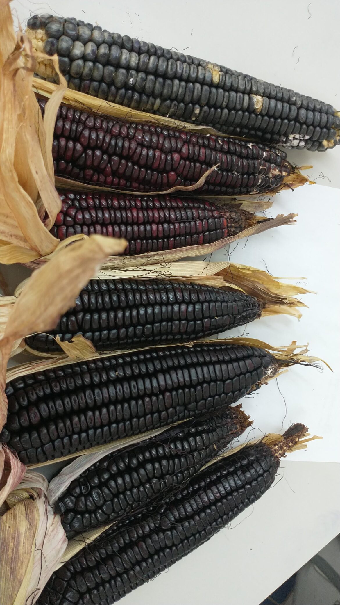 Even more native corn! Even more native corn!