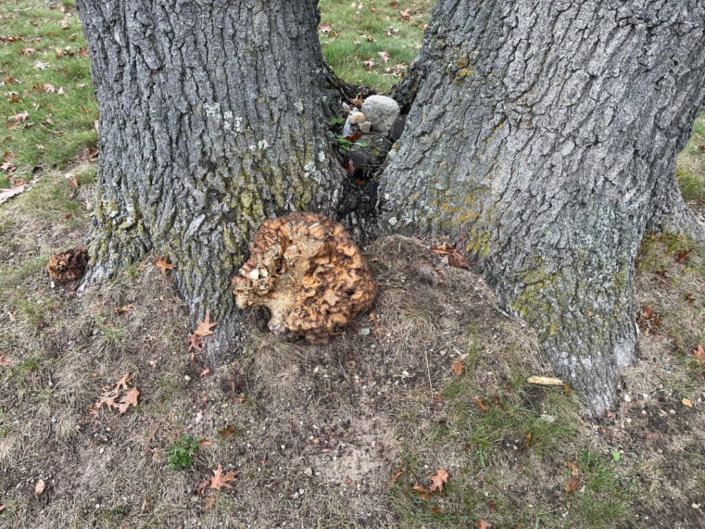 Does this mean it’s cooked?