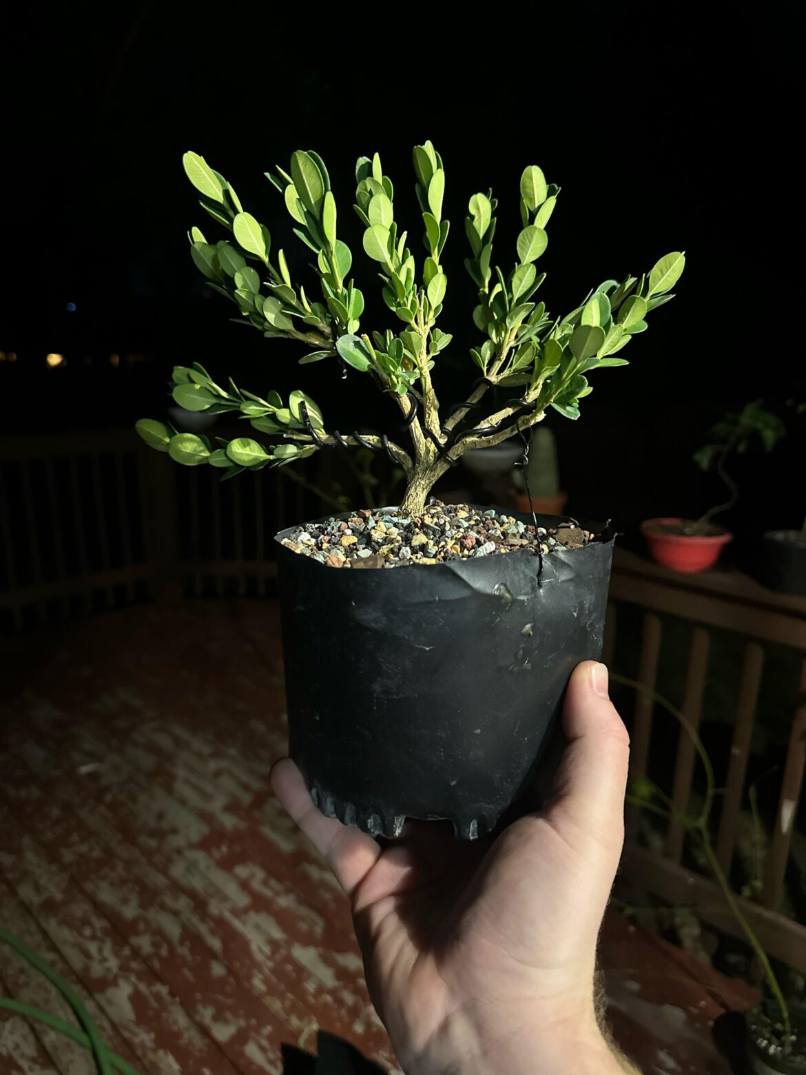 Can’t wait for spring ramification pruning…