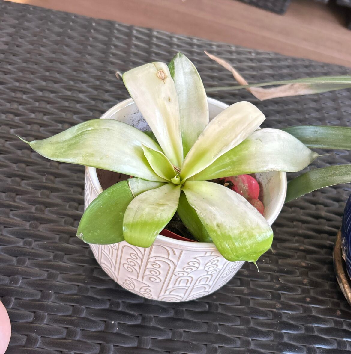 What is this plant?