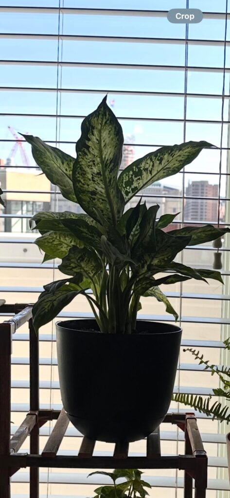 My dieffenbachia has declined since April — can’t figure out what I’m doing wrong My dieffenbachia has declined since April — can’t figure out what I’m doing wrong