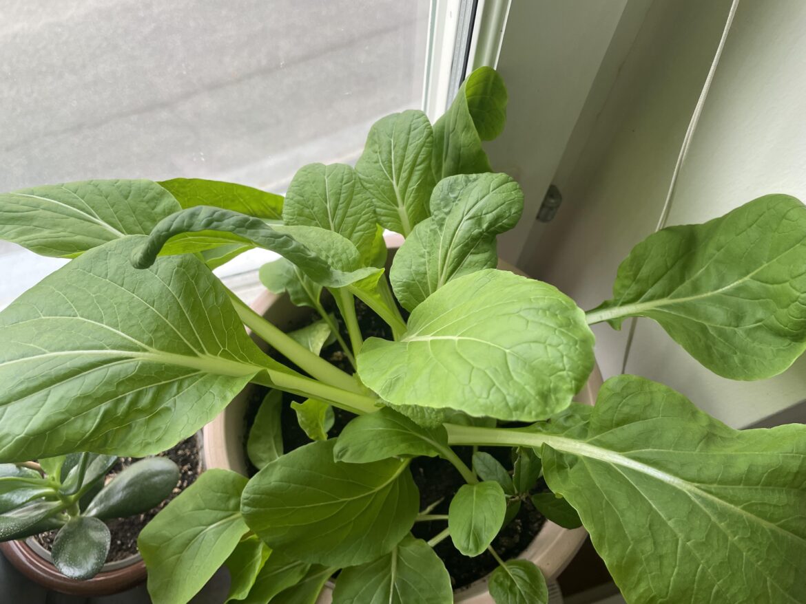 What are we growing? Got the seeds from my aunt but she doesn’t know what they are