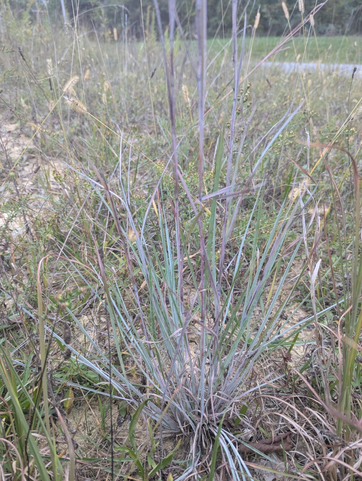 The color on little blustem 👌