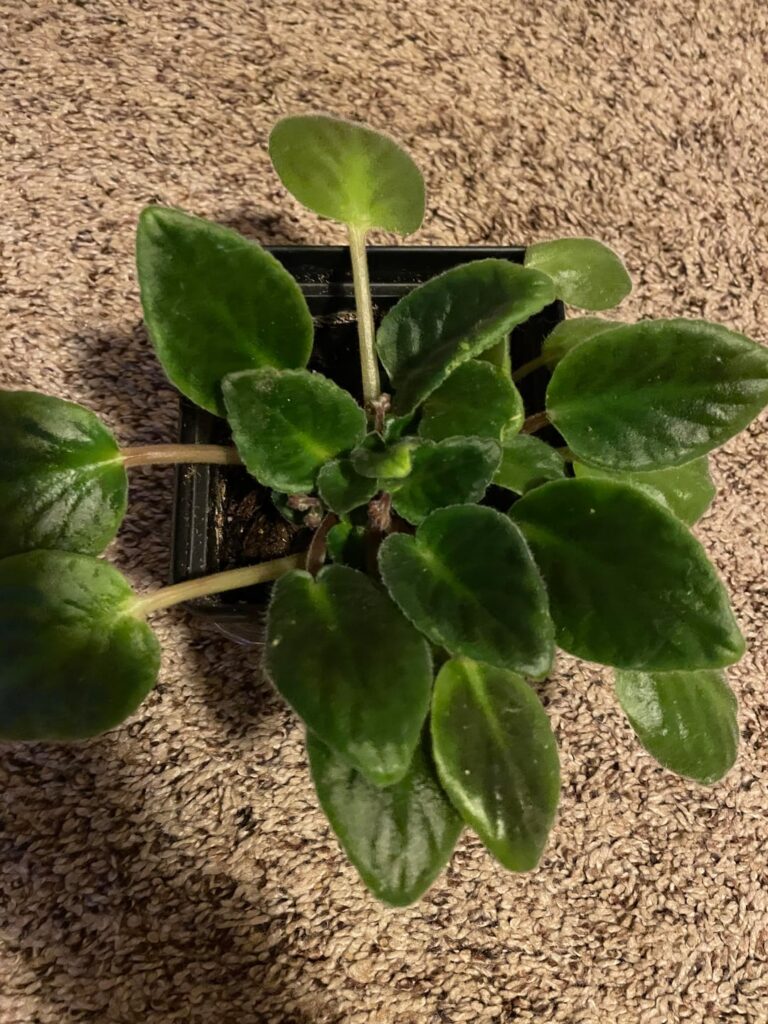 She’s finally budding!