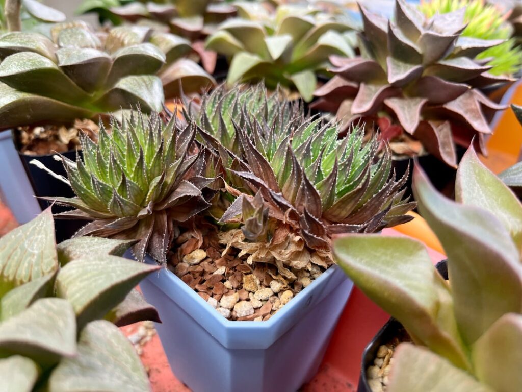 marumiana Tarkastad vs yesterday's no-tag marumiana