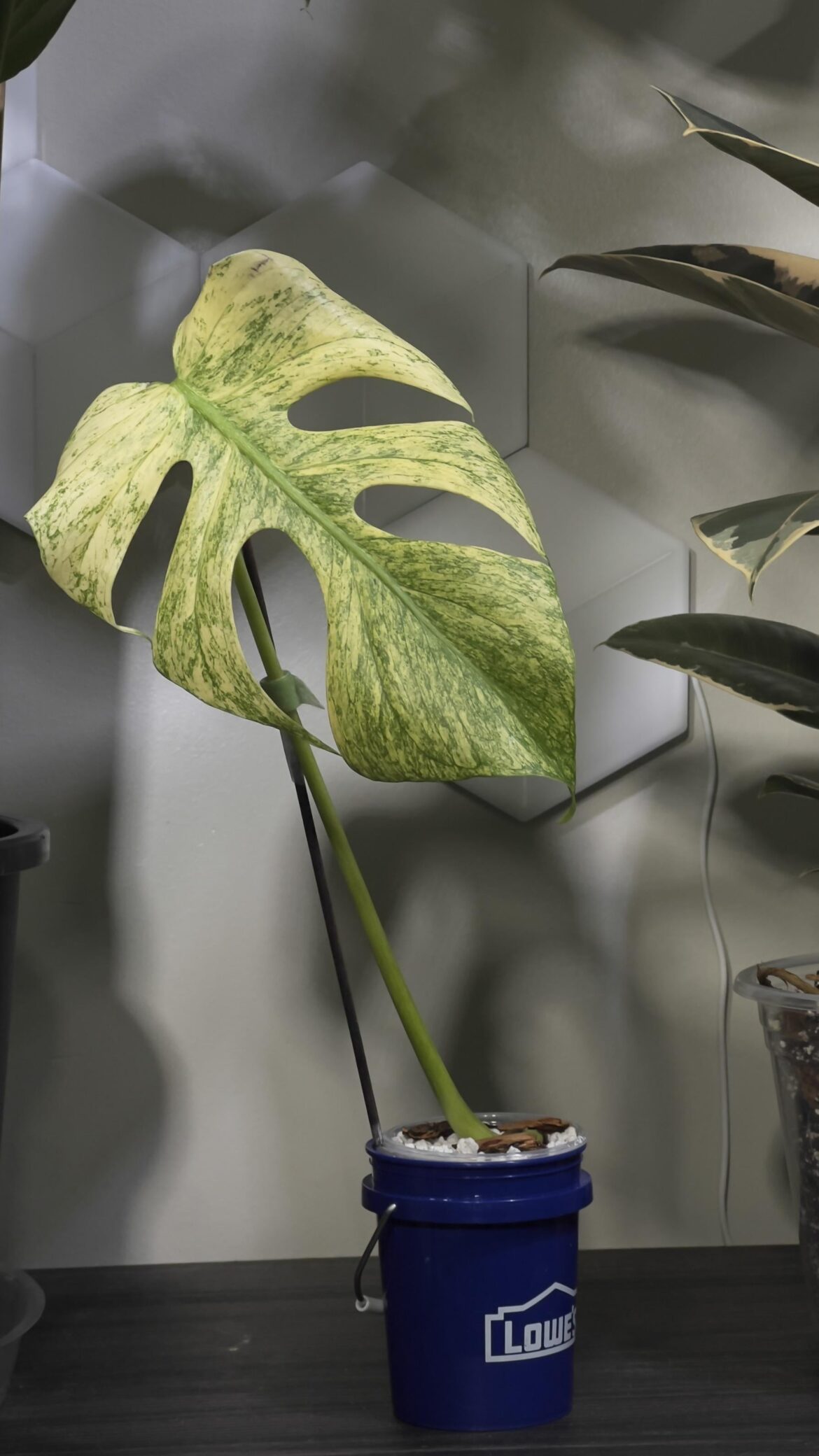 Finally have a true White Monster