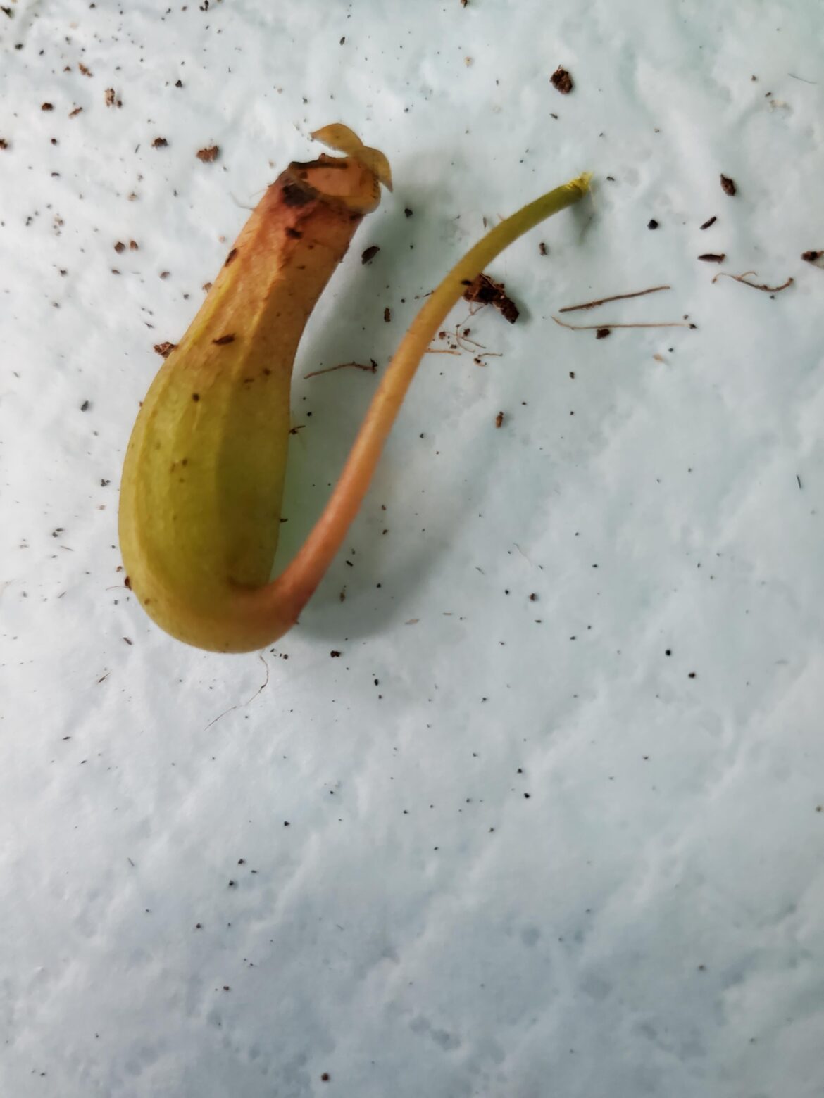 Is there hope? Found a piece of pitcher plant on the ground, can she root?