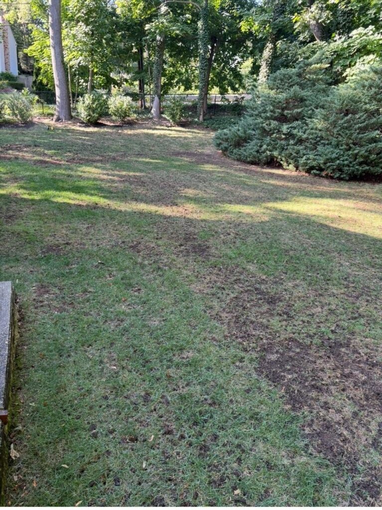 6 Weeks After Overseeding