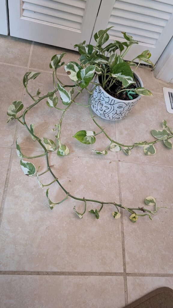 Help me apologize to my sad pothos Help me apologize to my sad pothos